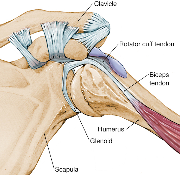 Long Head Biceps Tendon Subluxation